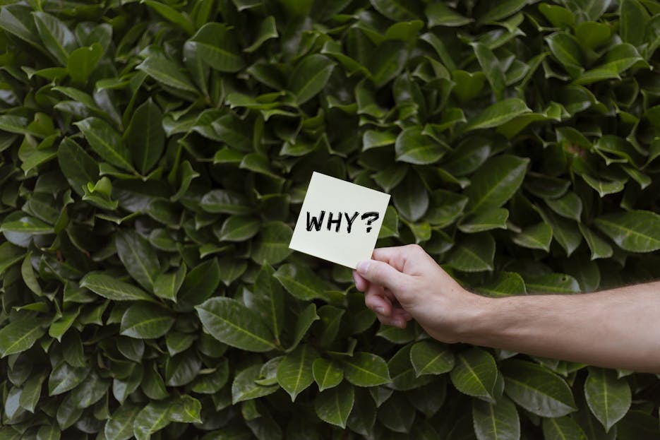 Why Kulfiy Is Must: A hand holding a note with the word 'WHY?' against a backdrop of green leaves.