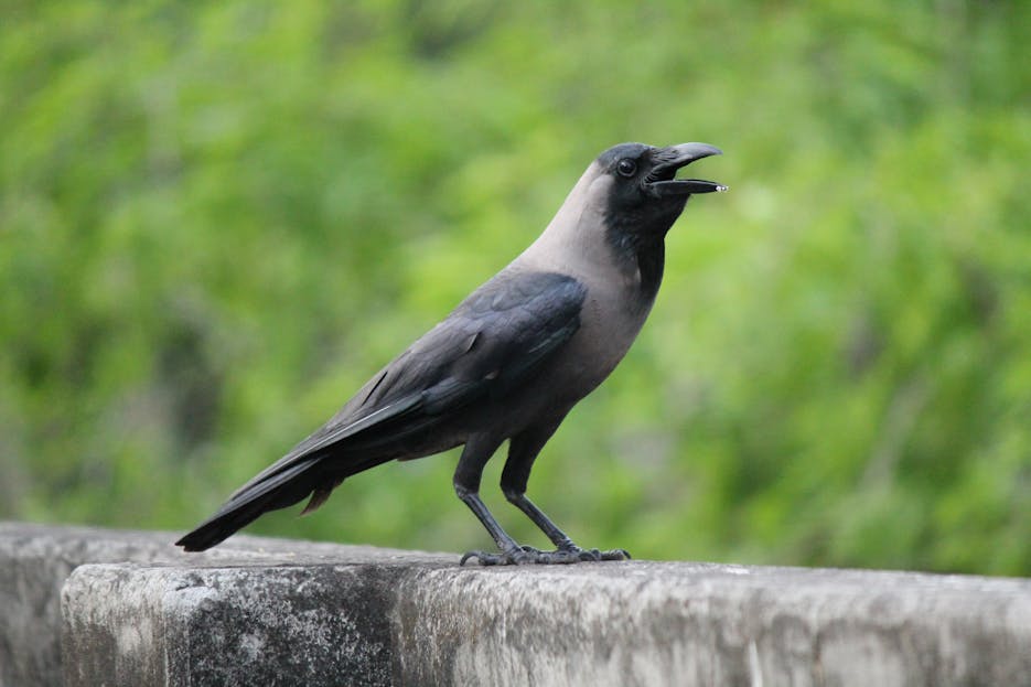 EO PIS A house crow (Corvus splendens) perched on a stone ledge with its beak open.