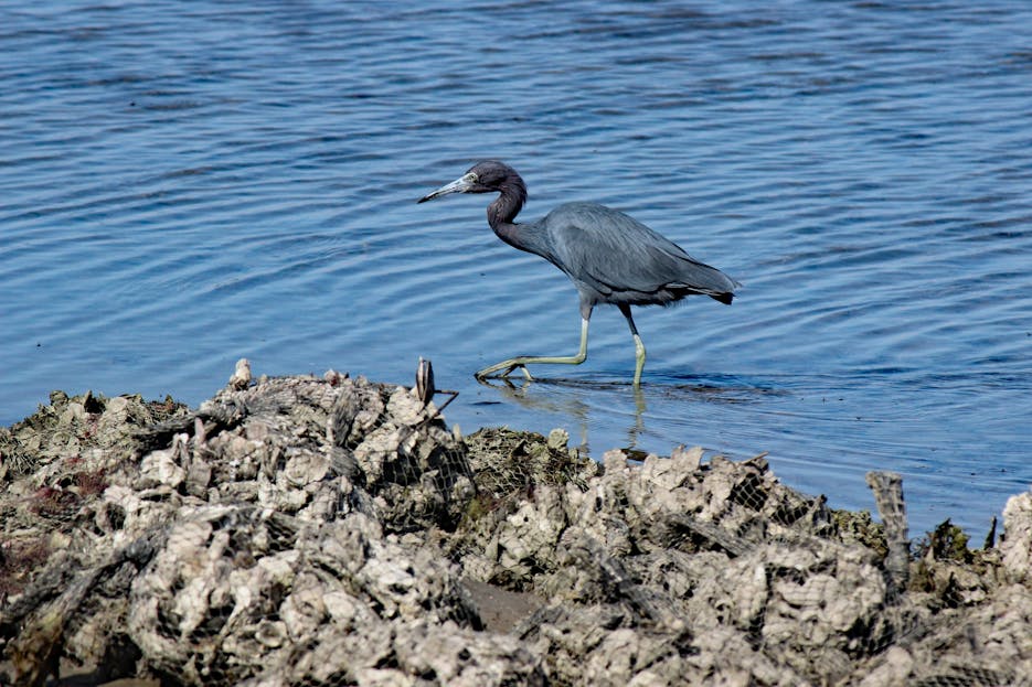 Texas Hunting Forum A little blue heron wades through waters in Lamar, Texas, showcasing wildlife in its natural habitat.