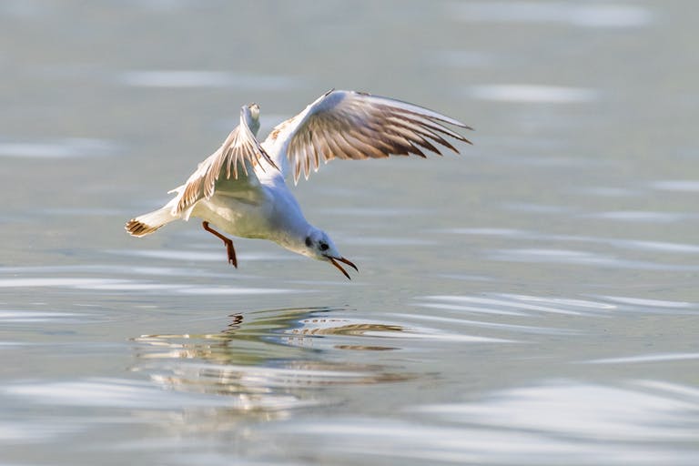 Mila Volovich A seagull gracefully skims across a calm lake, reflecting its natural beauty and wildlife essence.