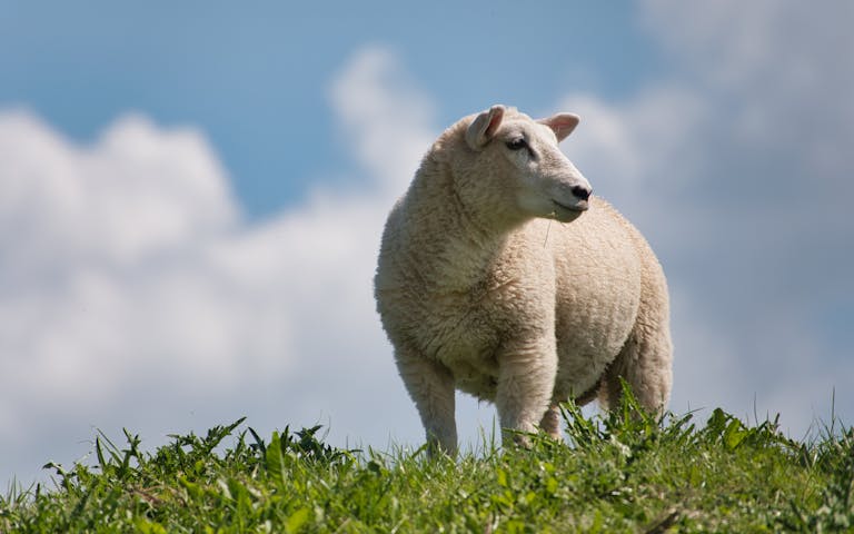 adsy.pw/hb5 A serene image of a sheep standing majestically against a backdrop of blue sky and clouds.