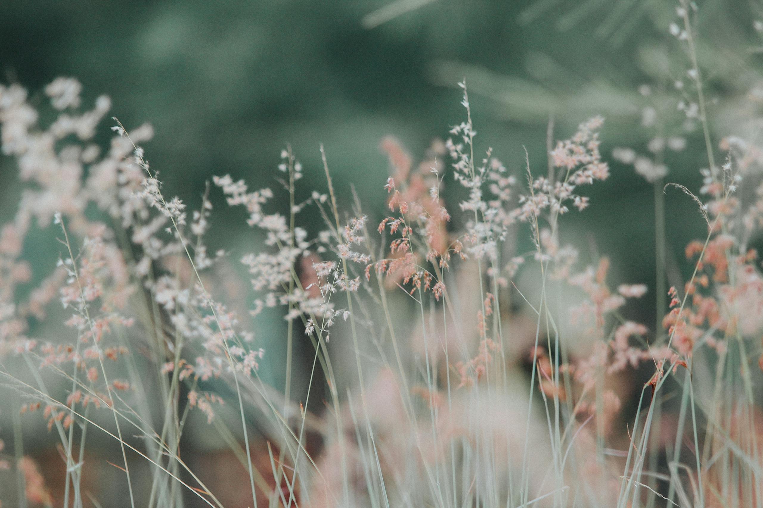 Plantsulin A tranquil meadow featuring delicate grasses in soft, dreamy focus, perfect for nature-themed backgrounds.