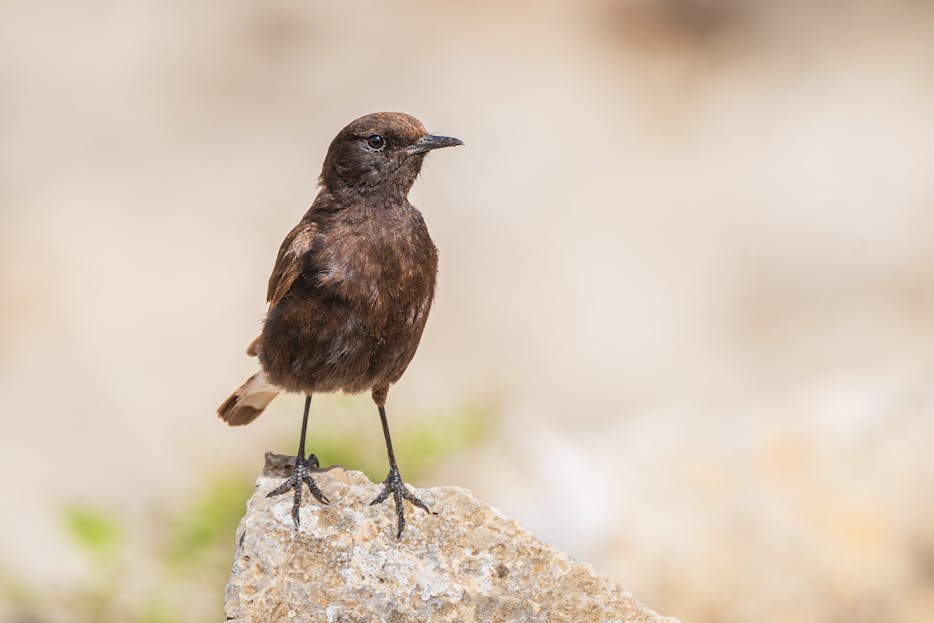 Mila Volovich Black wheatear bird standing on a rock in Mila Province, demonstrating wildlife in its natural habitat.