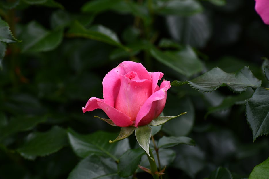 Serlig Close-up of a vibrant pink rose in full bloom surrounded by lush green leaves, showcasing natural beauty.