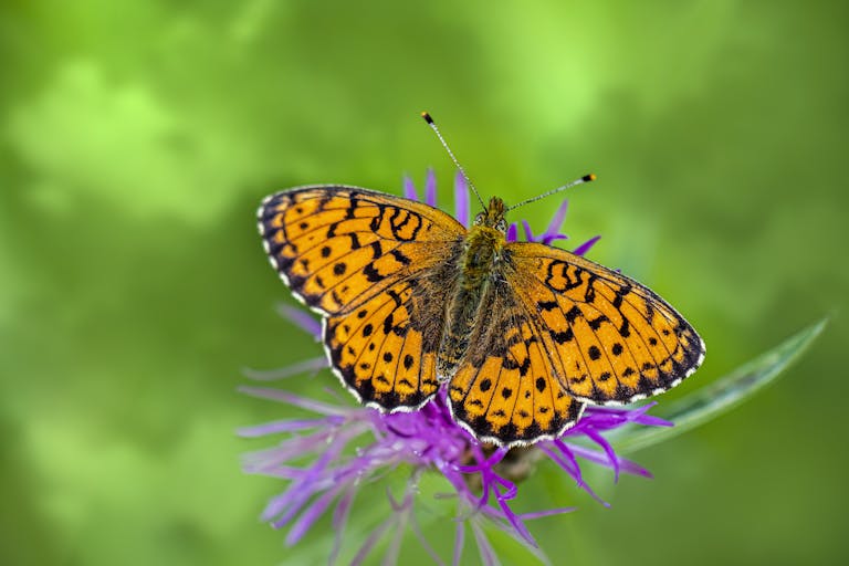 Inomyalgia Detailed close-up of an orange Brenthis ino butterfly perched on a vibrant purple flower, symbolizing nature's beauty.