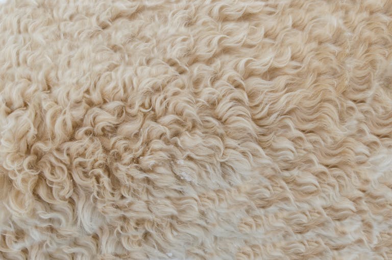 Sofoximmo Detailed close-up of beige wool texture, showcasing soft, curly fibers perfect for backgrounds and design elements.