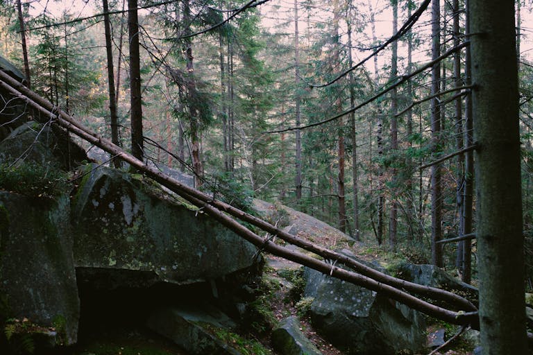 Bolly4u Me Experience the serene beauty of an autumn forest in the Carpathians, featuring lush greenery and towering pines.