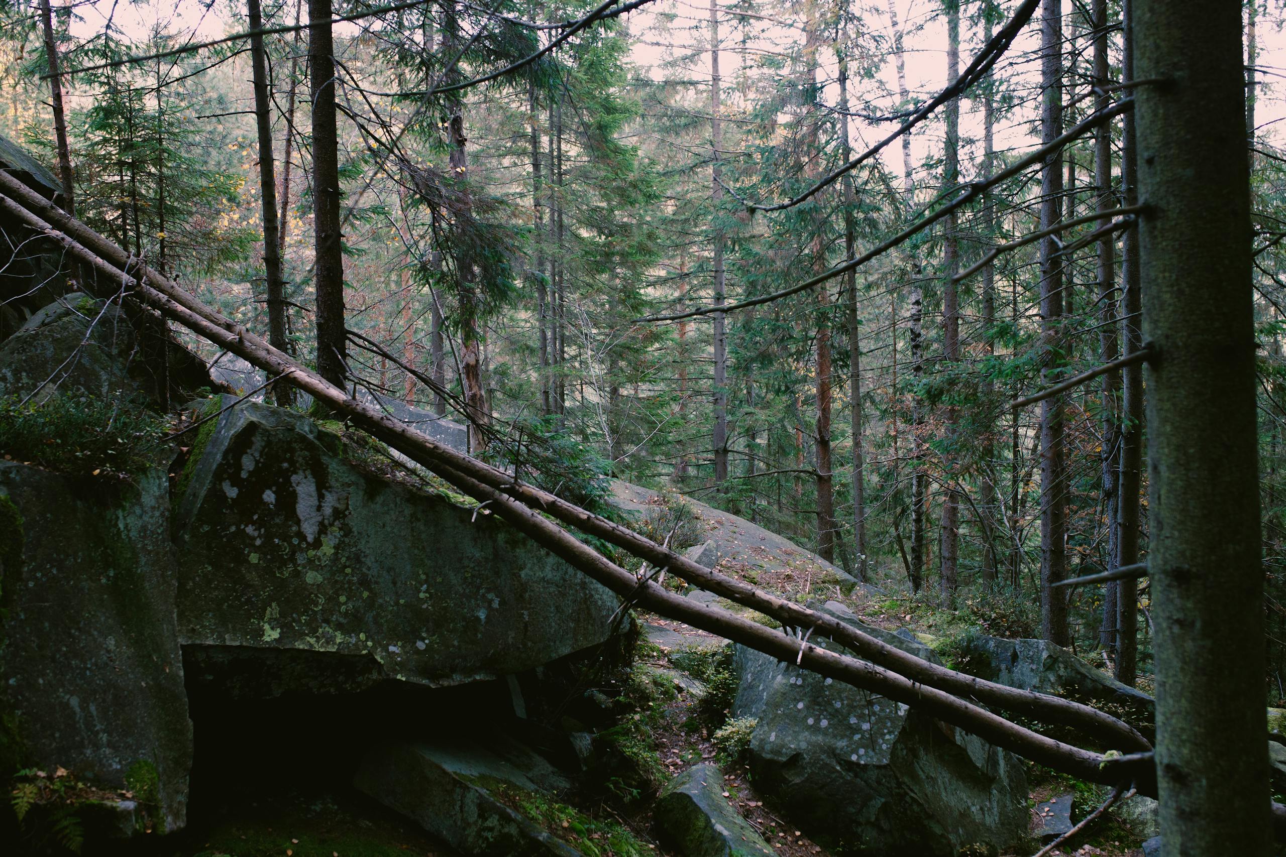 Bolly4u Me Experience the serene beauty of an autumn forest in the Carpathians, featuring lush greenery and towering pines.