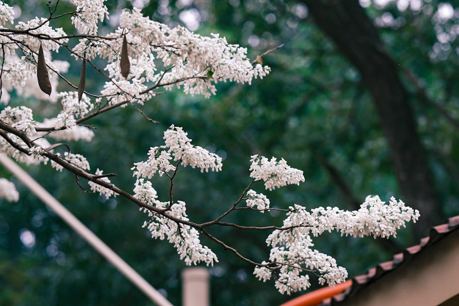 Serlig Graceful white blossoms on a branch in Hanoi, symbolizing springtime beauty.