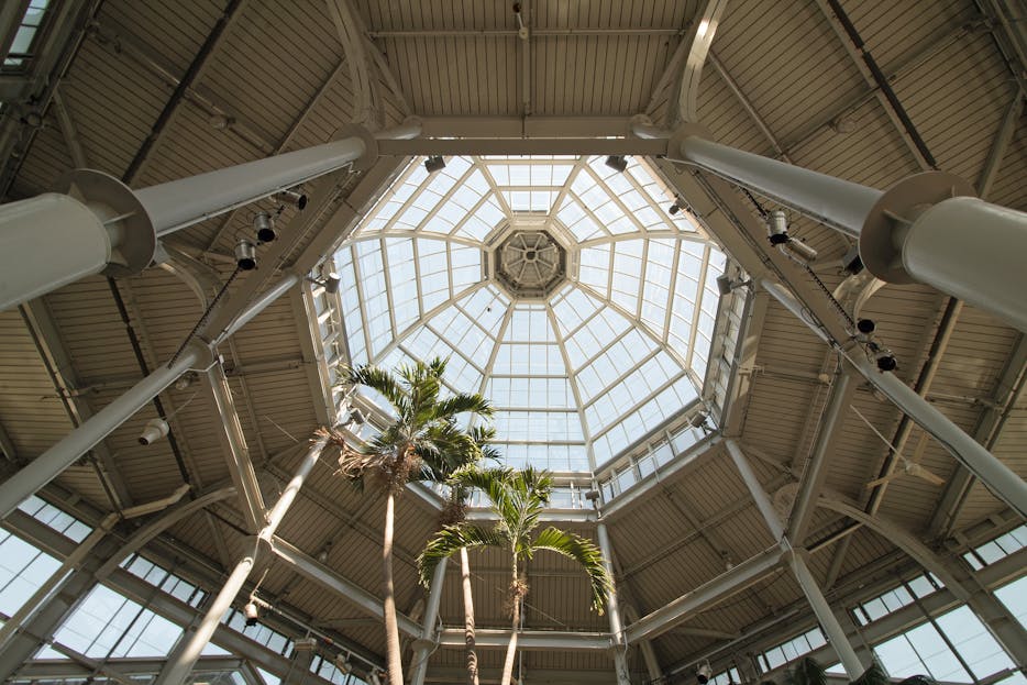 Lewis Center Ohio Champion Trees Intricate glass ceiling structure in a greenhouse showcasing modern architecture with tall palm trees.