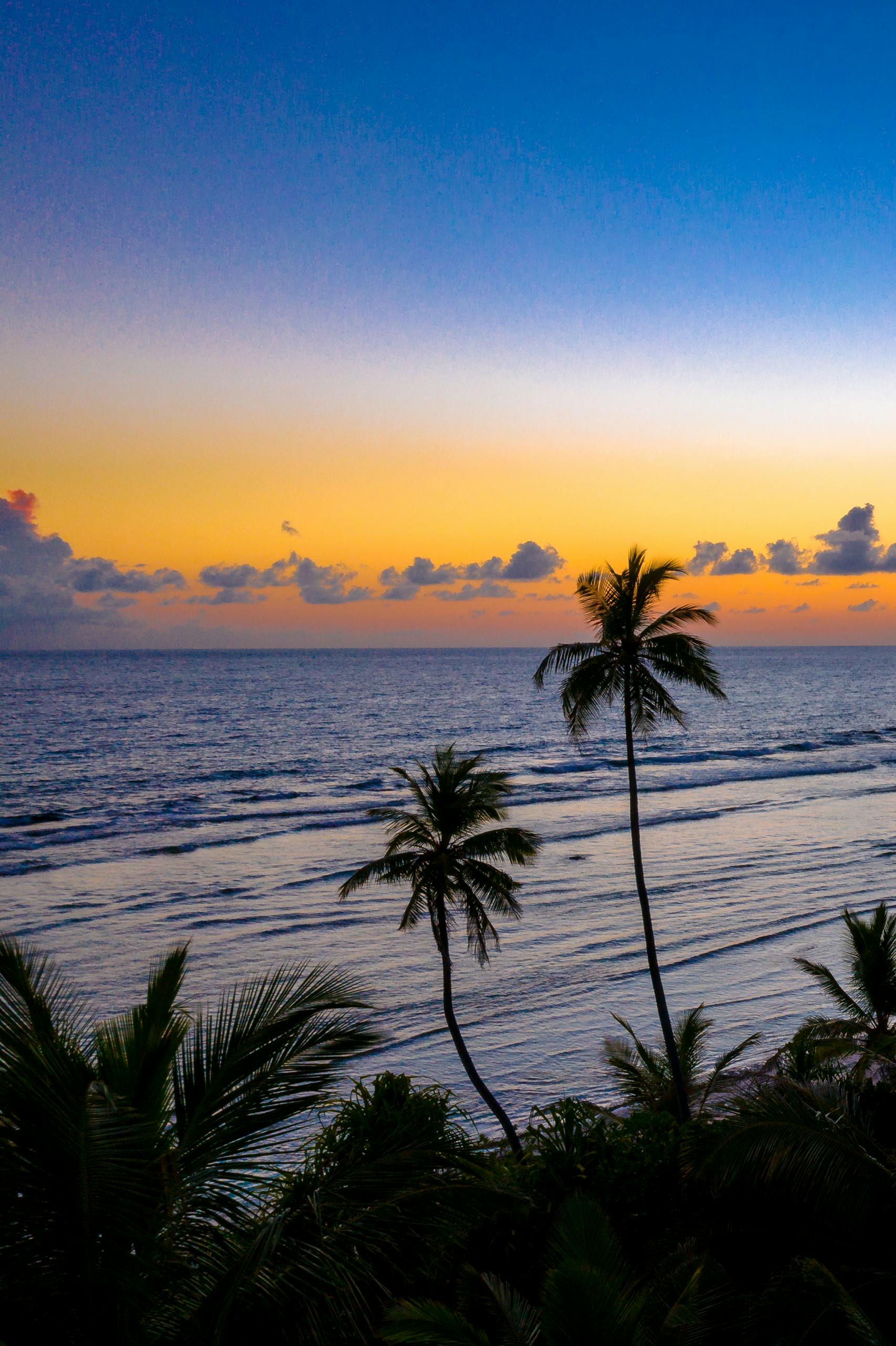 Buscrs Serene tropical sunset with silhouetted palm trees and colorful sky over the ocean.