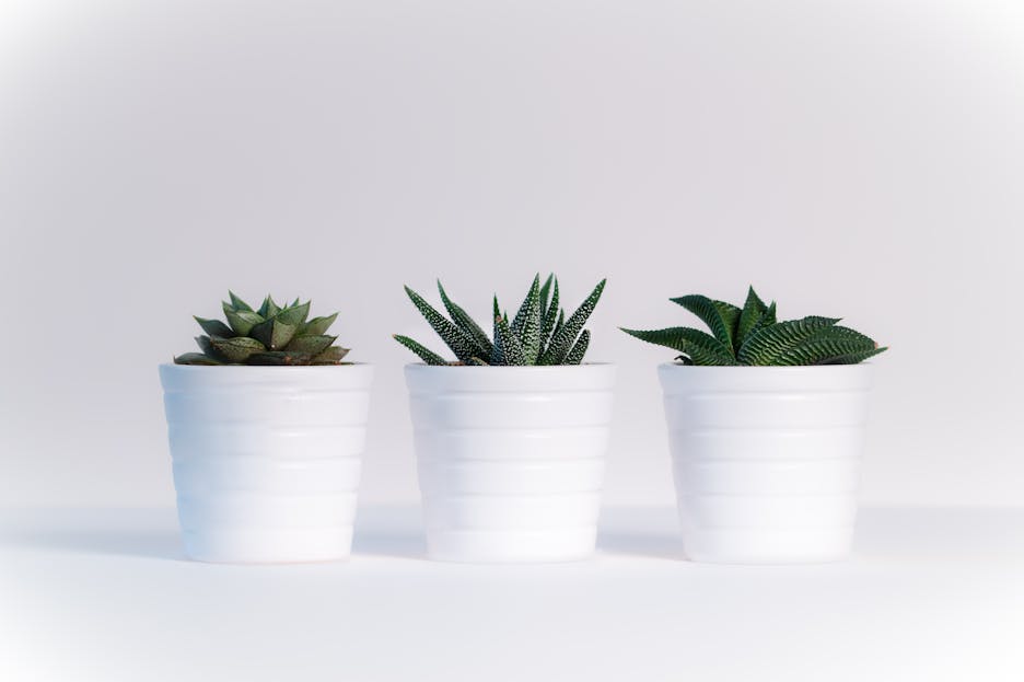 Plantsulin Three succulents in white pots on a white background, showcasing minimalist decor.