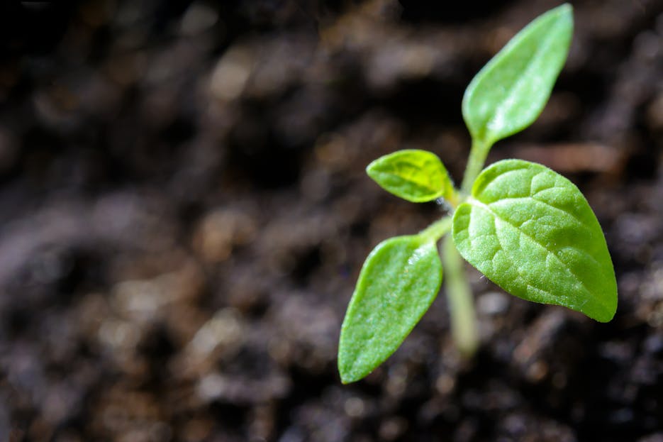 Plantsulin Vibrant close-up of a young tomato seedling sprouting in the soil.