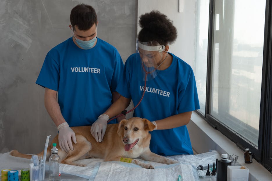 Check Whether 61479 Is Divisible by 81 Volunteers conducting a health check-up on a dog in a clinic setting.