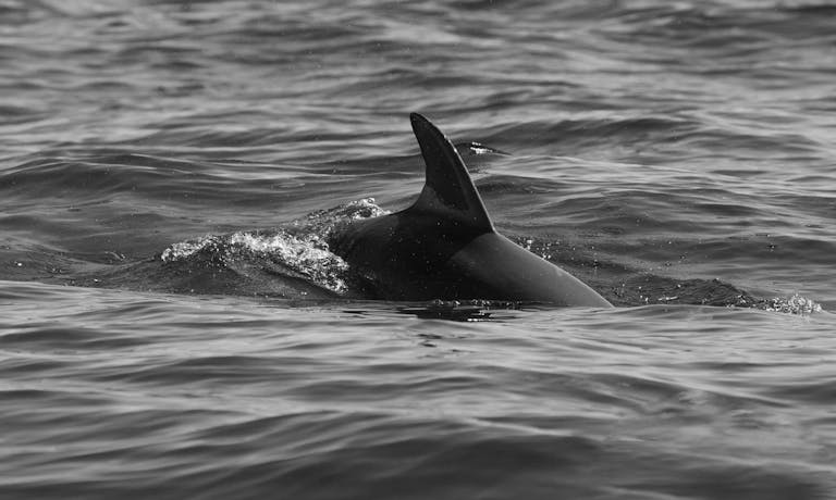 Dolfier A dolphin fin gracefully pierces the ocean surface in this striking black and white photograph.