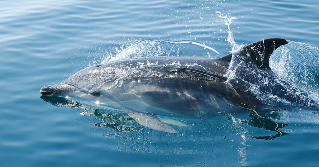 Miami Dolphins vs Texans Match Player Stats A dolphin gracefully skims through clear blue ocean waters, capturing marine life beauty.