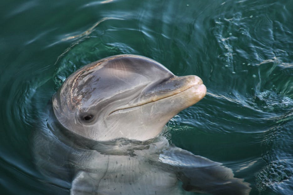 Miami Dolphins  A vivid close-up of a dolphin's head emerging from the water, showcasing its natural curiosity.