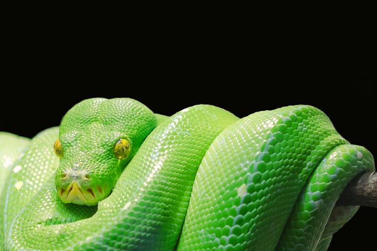 sodiceram Close-up of a vibrant green tree python (Morelia viridis) coiled on a branch against a black background.