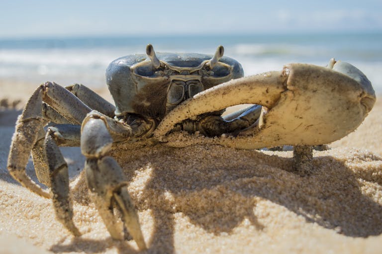juntos seguros Detailed photo of a crab on the sandy shore of Porto Seguro, Brazil.