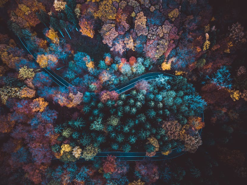messagenal Drone view capturing a vibrant autumn forest with colorful foliage and a winding road.