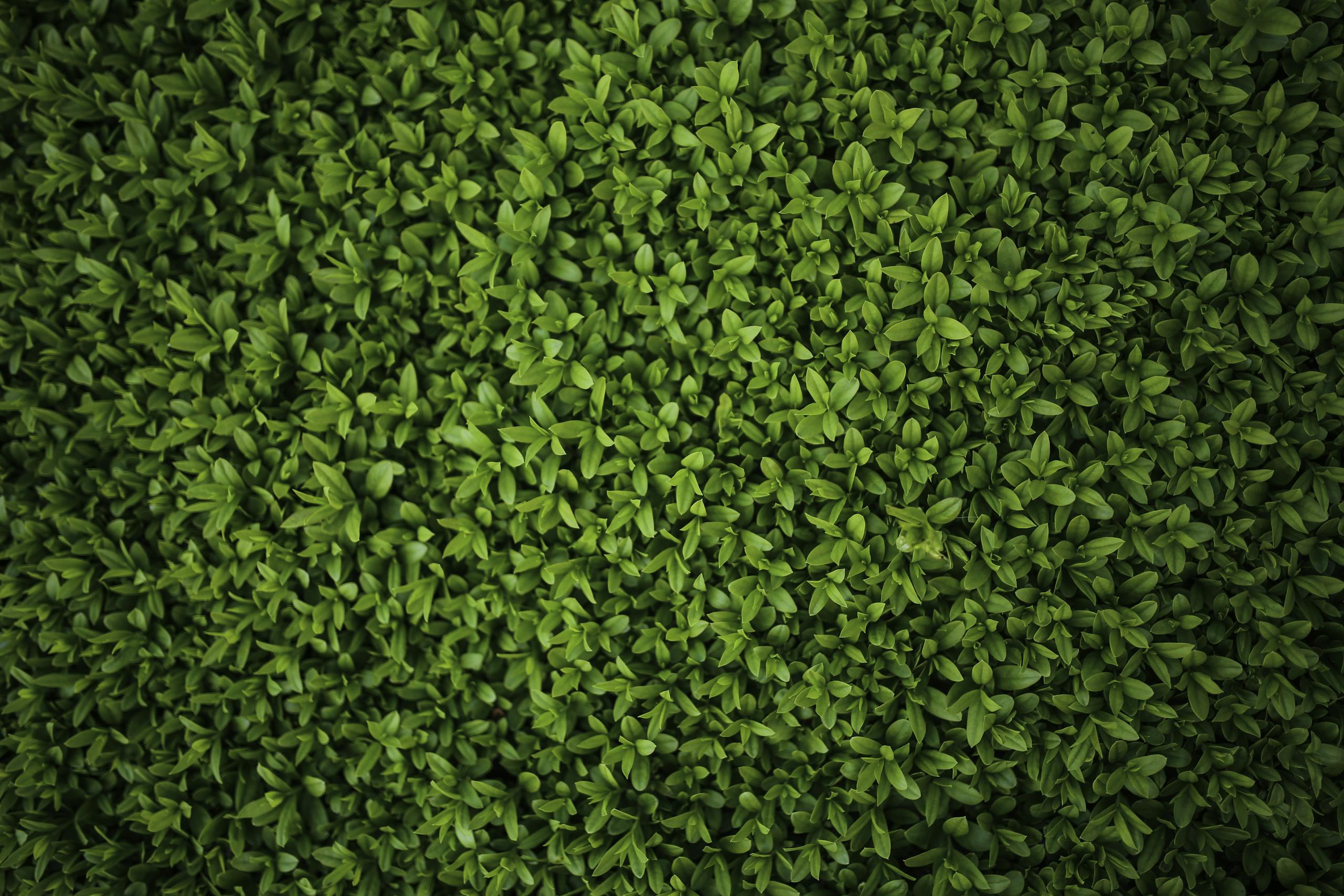 Emfyteymata High-resolution image of lush green leaves in a garden, offering a vibrant natural pattern.
