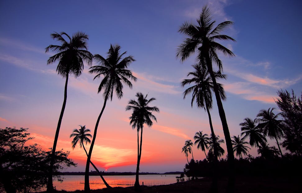 openskynews Stunning tropical sunset with silhouetted palm trees and vibrant sky colors.