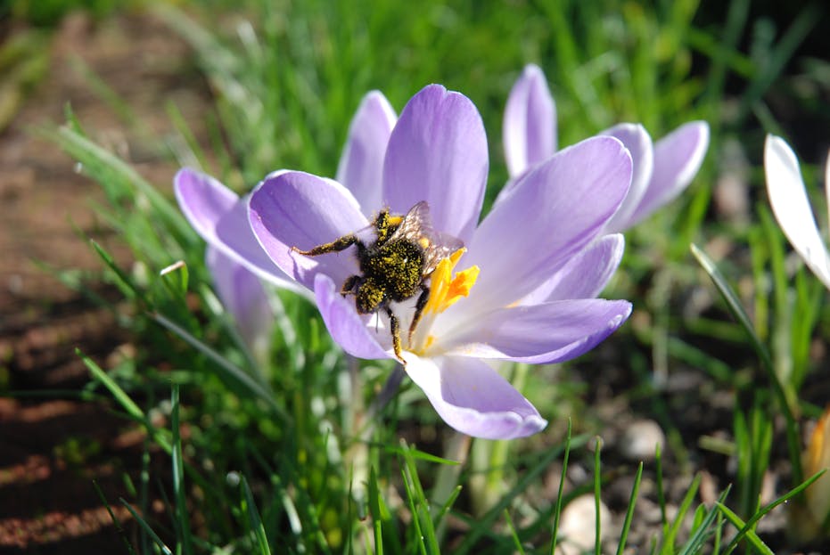 Twastia com Health A close-up of a bumblebee covered in pollen on a purple crocus flower in a springtime garden.
